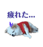 たれ耳チワワ りんちゃんのスタンプです。（個別スタンプ：7）