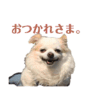 たれ耳チワワ りんちゃんのスタンプです。（個別スタンプ：8）