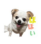 たれ耳チワワ りんちゃんのスタンプです。（個別スタンプ：9）