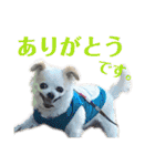 たれ耳チワワ りんちゃんのスタンプです。（個別スタンプ：12）