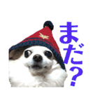 たれ耳チワワ りんちゃんのスタンプです。（個別スタンプ：13）