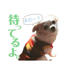 たれ耳チワワ りんちゃんのスタンプです。（個別スタンプ：14）