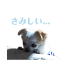 たれ耳チワワ りんちゃんのスタンプです。（個別スタンプ：16）
