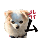 たれ耳チワワ りんちゃんのスタンプです。（個別スタンプ：17）