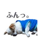 たれ耳チワワ りんちゃんのスタンプです。（個別スタンプ：19）