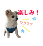 たれ耳チワワ りんちゃんのスタンプです。（個別スタンプ：21）