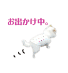 たれ耳チワワ りんちゃんのスタンプです。（個別スタンプ：22）