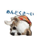 たれ耳チワワ りんちゃんのスタンプです。（個別スタンプ：26）