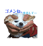 たれ耳チワワ りんちゃんのスタンプです。（個別スタンプ：28）
