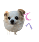 たれ耳チワワ りんちゃんのスタンプです。（個別スタンプ：32）