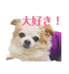 たれ耳チワワ りんちゃんのスタンプです。（個別スタンプ：37）