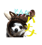 たれ耳チワワ りんちゃんのスタンプです。（個別スタンプ：38）