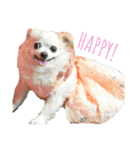 たれ耳チワワ りんちゃんのスタンプです。（個別スタンプ：39）