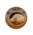 とうふちゃんのスタンプ（個別スタンプ：1）