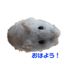 とうふちゃんのスタンプ（個別スタンプ：7）