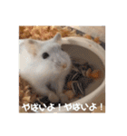 とうふちゃんのスタンプ（個別スタンプ：16）