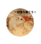 とうふちゃんのスタンプ（個別スタンプ：20）