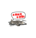 この猫（個別スタンプ：1）