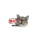この猫（個別スタンプ：2）