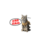 この猫（個別スタンプ：3）