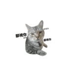 この猫（個別スタンプ：5）
