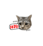 この猫（個別スタンプ：6）