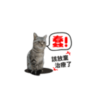 この猫（個別スタンプ：8）