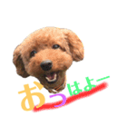 プードル  モカ（個別スタンプ：1）