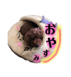 プードル  モカ（個別スタンプ：4）