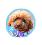 プードル  モカ（個別スタンプ：19）