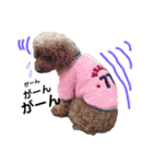 プードル  モカ（個別スタンプ：21）