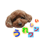 プードル  モカ（個別スタンプ：24）