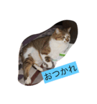 うちのかわいい猫様たち（個別スタンプ：1）