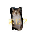 うちのかわいい猫様たち（個別スタンプ：2）