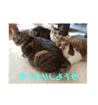 うちのかわいい猫様たち（個別スタンプ：3）