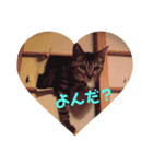 うちのかわいい猫様たち（個別スタンプ：4）