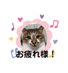 うちのかわいい猫様たち（個別スタンプ：5）