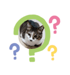うちのかわいい猫様たち（個別スタンプ：6）