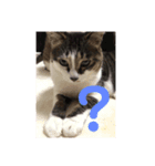 うちのかわいい猫様たち（個別スタンプ：7）