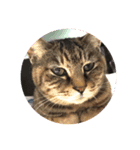 うちのかわいい猫様たち（個別スタンプ：8）