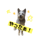 ハリーとナナ（個別スタンプ：4）
