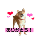 ハリーとナナ（個別スタンプ：7）