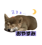 ハリーとナナ（個別スタンプ：8）
