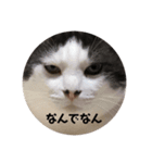 さぶっぱなあいる君（個別スタンプ：3）
