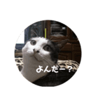 さぶっぱなあいる君（個別スタンプ：5）