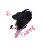 my pets LUKE（個別スタンプ：4）