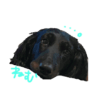 my pets LUKE（個別スタンプ：6）