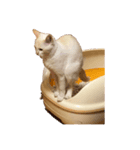 わたしのモコ（個別スタンプ：6）