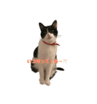 ハチねこスタンプ（個別スタンプ：1）