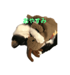 ハチねこスタンプ（個別スタンプ：2）